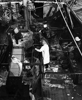 00071 Prints: Fisherman seen here gutting fish on the open deck of a Deep Sea Trawler