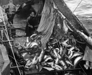 Fisherman Prints: Fishermen on board the British Trawler Serron fishing off the coast of Iceland