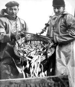 Fishermen emptying a cran of fish into boxes ready for sale in 1967