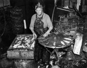 Fishing industries: Herrings. fisherwoman mounting herrings on a machine in a Cannery