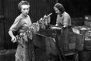 00070 Prints: Fishing Industry. Fisherwomen preparing herrings to be smoked as Kipper s