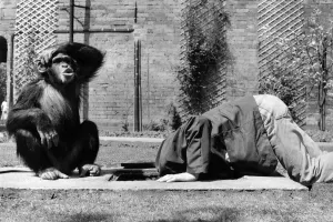 Five-year-old Noddy, a chimpanzee at Twycross Zoo in Leicester