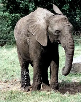 Core5 Prints: Five'the elephant with the special boot on to protect its sprained ankle