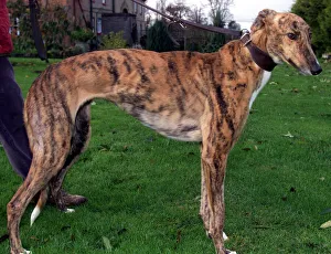 Greyhounds Prints: Flash Greyhound Racing Dog, November 1999 owned by Linda