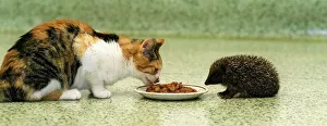 Saucer Prints: Flora the rescued cat shares her dog food lunch with John the hedgehog at The Veterinary