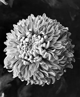 Petals Prints: Flowers, An Alice Jones Chrysant. August 1972 P008146