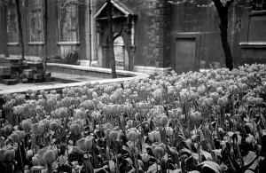 00013 Prints: Flowers growing amongst the bomb damaged St Brides Church in Fleet Street, London