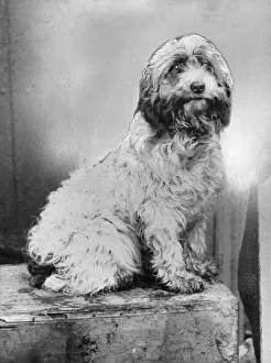 Award Prints: Fluffy, the dog. This little dog made a vain effort to save the two years old son