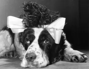 00102 Prints: Flush the animal actor feels a little bit worst for wear following the equity christmas