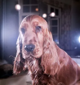 Flush the Cocker Spaniel - December 1964 owned by Mary Chipperfield - who is