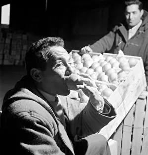 Food: Fruit: Oranges: Orange testers at Surrey Docks. March 1958 A658-003