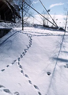 Footprints in the snow, Weather Winter Snow Scenes