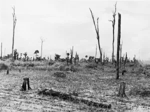 A forest in Vietnam still showing the effects of Agent Orange 245-T Dioxin used by