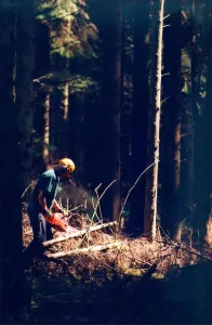 Forestry worker Mike Sanderson helping to bring in the record harvest at Keilder in 1998