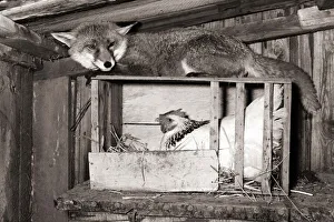 A fox keeps guard of a chicken my sitting on top of her roosting box circa 1976