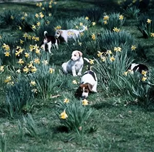 Images Dated 1st March 1977: Foxhound Puppies play among the daffodils - Spring of 1977