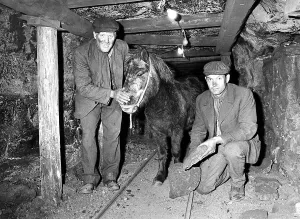 Ponies Prints: Frank Clough (left) and Bobby Bell (Right) the two miners from County Durham pictures