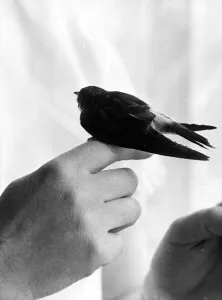 Migration Prints: Fred the friendly Swallow who was left behind by his mate during the migration to North