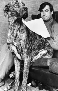 Fred the Great Dane likes to share the chair or even his masters knee if he gets