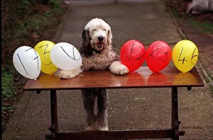 Lottery Prints: Fred the Old English Sheepdog who chooses the lottery number every week by bursting