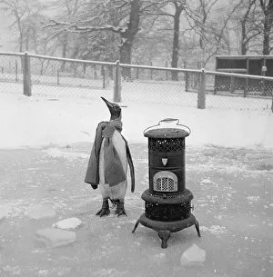 Penguin Prints: Freezing cold out here! Charlie the pet penguin keeps warm at Glasgow Zoo with a