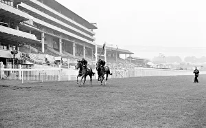 French horse Sea Bird II in training the day before the Epsom Derby horse race