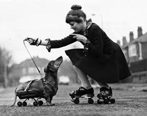 fritz dachshund dog who gets tired going walkies does Trending Item 6