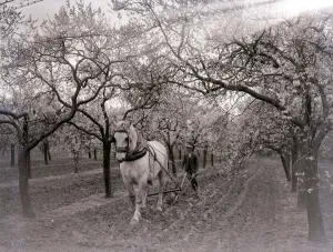 Farmer Prints: Fruit farmerploughing the fields with a plough horse Circa 1920 A©Mirrorpix
