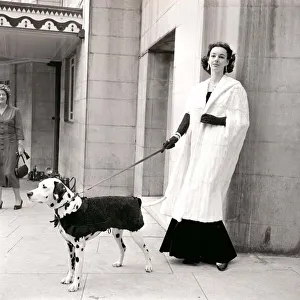 Fur coats for dogs - Dalmation dog and owner wearing fur coats September 1957