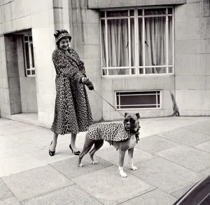 Matching Prints: Fur coats for dogs - lady and her boxer dog wearing matching fur coats September