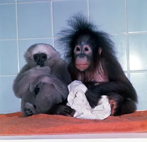 A fuzzy haired baby Orang Utan with baby Gibbon at Twycross Zoo November 1977