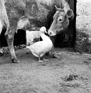 Farmyard Prints: This gander fell in love with a cow, at Pleasant Streams, Sticker, Cornwall