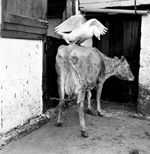 This gander fell in love with a cow, at Pleasant Streams, Sticker, Cornwall
