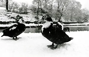 Geese Prints: Geese in the snow at Saddleworth near Manchester January 1979 1970s