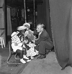 Monkeys Prints: Gene Detroy Chimpanzees 12th March 1954 If any of the audience at the London