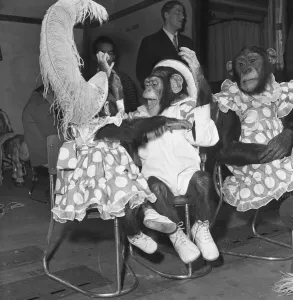 Gene Detroy Chimpanzees 12th March 1954 If any of the audience at the London