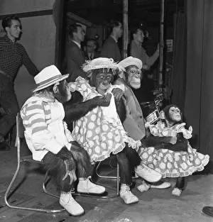 01116 Prints: Gene Detroy Chimpanzees 12th March 1954 If any of the audience at the London