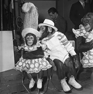 01116 Prints: Gene Detroy Chimpanzees 12th March 1954 If any of the audience at the London