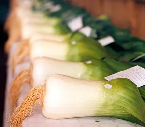 A general picture of gigantic prize winning leeks in September 1997