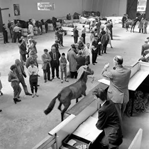 00061 Prints: General scene at the Brixton horse auctions. 1961 C48-004