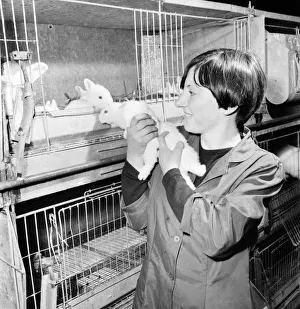 General scene of a Rabbit farm in Buxted Sussex. The farm rears
