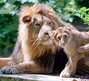 Mother And Child Prints: Two generations of Lions seen here in the big cat enclosure at Woburn Abbey June