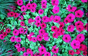 Colourful Prints: Genetically Modified Food feature February 1999 Flowers Petunia DNA is use for