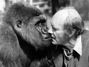 Kiss Prints: Gentle gorilla Etoumbie is swapping the good life for a sex life