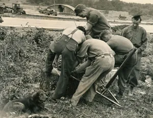 00190 Prints: George the mongrel dog attached himself to the Canadian Royal Engineers who blast huge