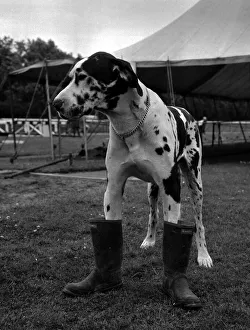 Gerald the Great Dane faces the mud of the village fete in his gun boots
