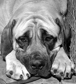 00077 Prints: Gerald the Great Dane seen here looking tired and emotional after losing in the village