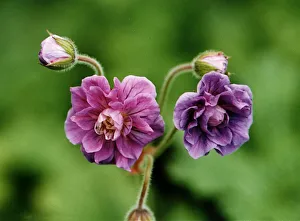 Plants Prints: Geranium Himalayense Flora Plena Plant Of The Week July 1997