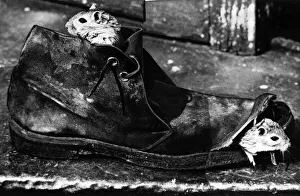 Rodents Prints: Gerbils Gerry and Joans new home, a battered old suede boot belonging to their
