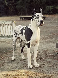 Canines Prints: A German Pointer dog standing up June 1987 A©Mirrorpix animal animals